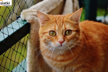 Siatki Gryfice - Zabezpieczenie dla kotów – siatka dla terenów Gryfic