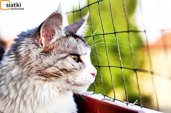 Siatki Gryfice - Siatka do zabezpieczenia kota i przed kotem dla terenów Gryfic