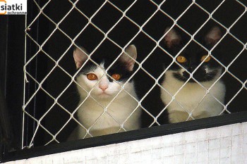 Siatki Gryfice - Siatka balkonowa – zabezpieczenie dla kota dla terenów Gryfic